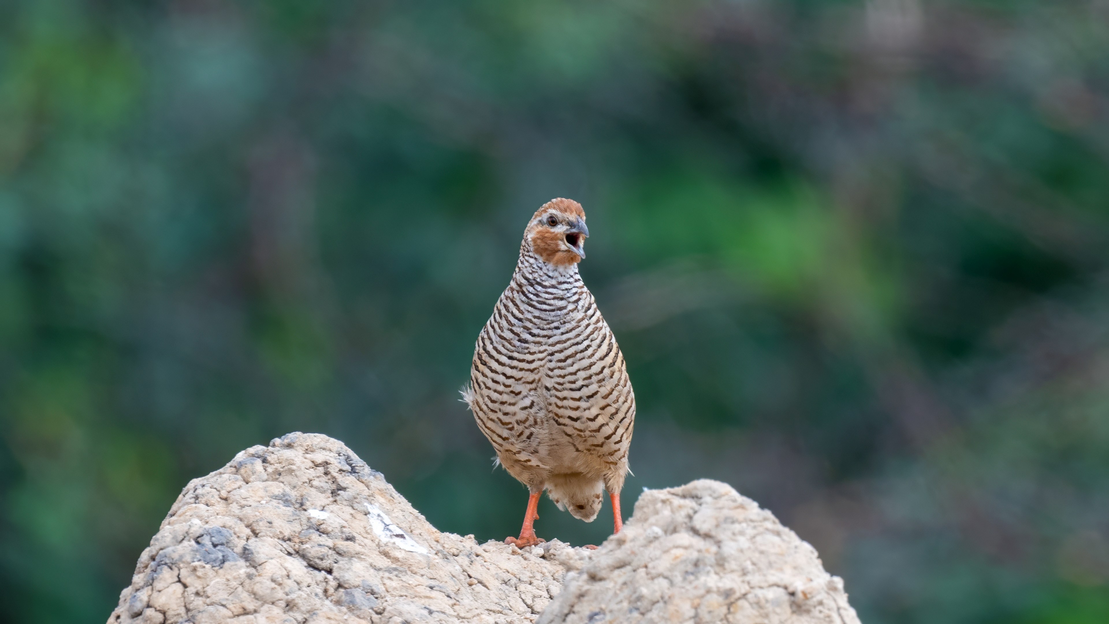 Rock Bush Quail